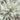 FOREST FIR Reed Diffuser Kit
