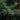 FOREST FIR