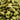CEDAR CARDAMOM