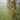 Fog Apple Orchard