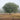 FOG