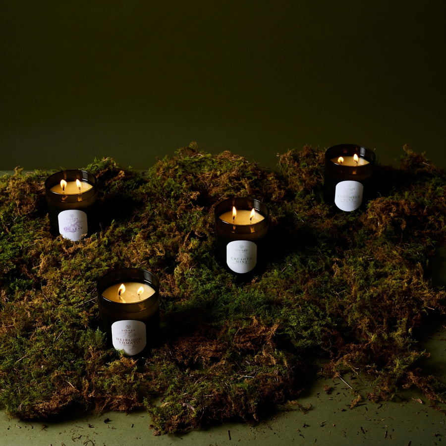 A Ritual of Light