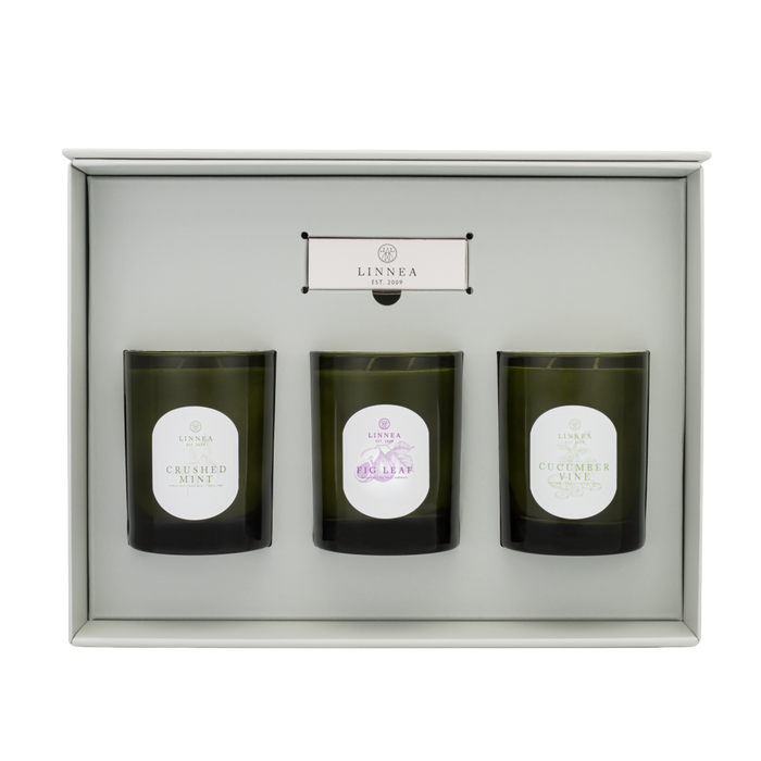 Botanik Fall 3 Large Candle Gift Set Crushed Mint, Fig Leaf, and Cucumber Vine