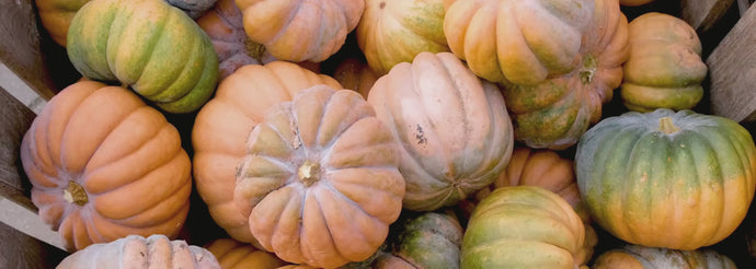 Pumpkin patch